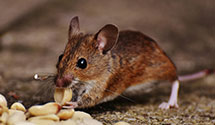 historical-building-pest-preservation-and-protection Experts in Belmond